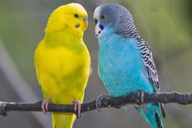 YELLOW BLUE PARAKEET Feathers Parakeets Pet Bird Budgerigars ...