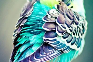 Parakeet   National Geographic Photo Contest 2012   National ...