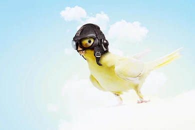 Sky Helmet Animals Humor Parrot Parakeet Wallpapers