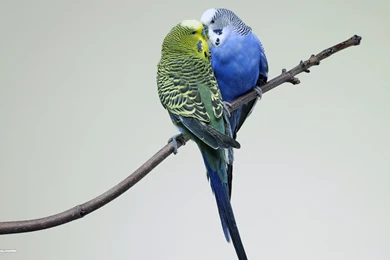 Budgie Wallpapers 24/42