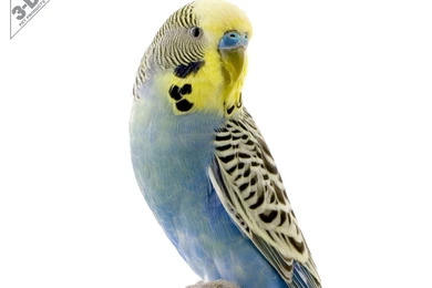 Parakeet   3D® Pet Products3D® Pet Products