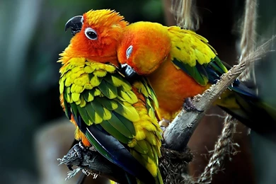 Cute Parrots >> HD Wallpaper, Get It Now!