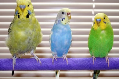 Cute Parakeets Wallpapers   Android Apps On Google Play