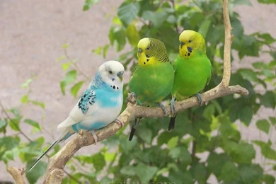 Skyblue Opaline Dominant Pied, Dark Green Normal And A Light Green ...