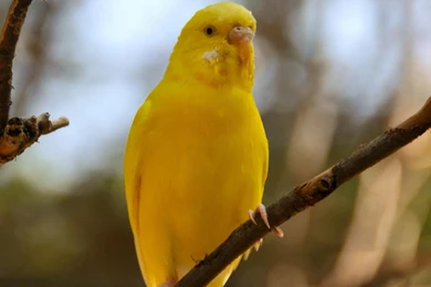 Beautiful Parakeet Yellow Bird Images Best Desktop Backgrounds Hd ...