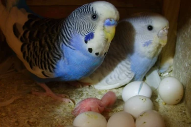 Parakeet   DeviantArt