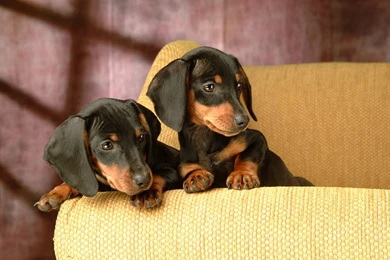 Dachshund Computer Wallpapers, Desktop Backgrounds