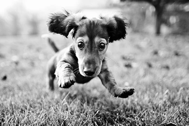 Wallpapers Dashing Dachshund 1920x1080