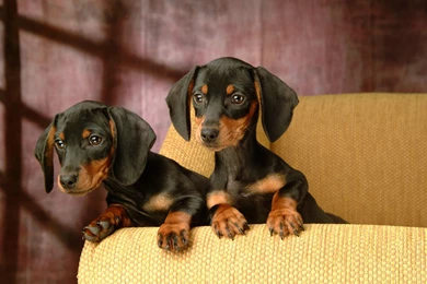Dachshund Wallpapers 18 High Resolution Wallpapers ...