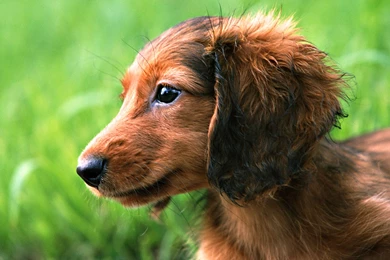 Puppy Dachshund Wallpapers Hd Wallpapers   PetPictures