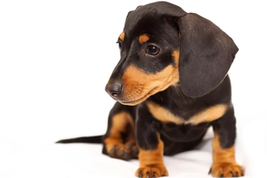 Black Dachshund Pup Photo Images Pictures Wallpapers   PetPictures