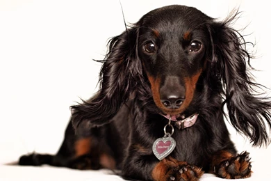 Dachshund Wallpapers Hd 5 Cool Wallpapers   DogBreedsWallpapers.com