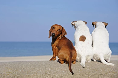 ALWAYS CURIOUS DACHSHUND WALLPAPER   (