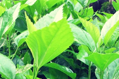 Pure Green Nature Wallpapers Widescreen Hd, Without Eiditing ...