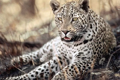 Desktop Wallpapers · Gallery · Animals · Leopard Cat