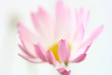 Backgrounds Flowers Pictures   Desktop Backgrounds