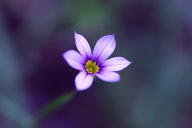 Single Flower Beauty HD Wallpapers For Desktop & Mobile