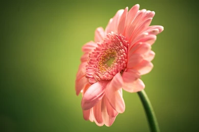 Single Pink Flower Green Backgrund Hd Wallper Wallpapers   Fresh HD ...
