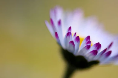 Hazy Flower Wallpapers 3 － Flower Wallpapers   Free Download ...