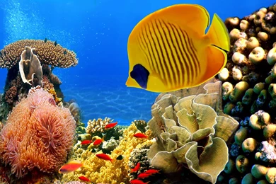 Coral Reef Wallpapers