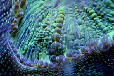 What Is A Coral ? Wallpapers 69 Trachyphyllia Sp ((en) Flat Brain ...