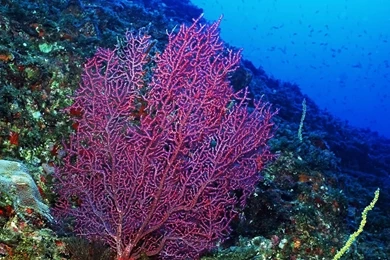 Coral Hd Animals Wallpapers Hd Coral Reef Wallpapers Reef Wallpapers ...