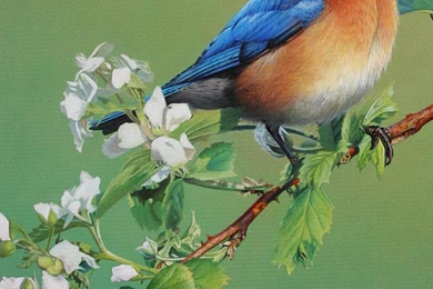 Android HD Wallpapers Beautiful Birds