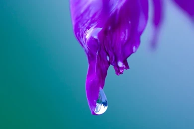 Purple Leaf Macro iPad Wallpapers Download