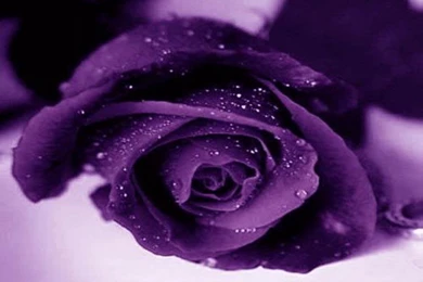 Purple Roses