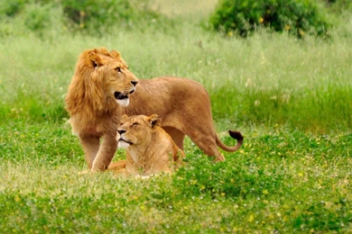 Lions HD Wallpapers   Android Apps On Google Play