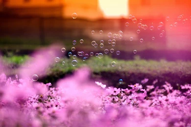 Flowers, Pink Bubbles, Daisies, Sunset, Plants, Photo, Hd Wallpapers