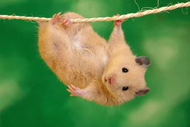 Hamsters Interesting Wallpaper, HD Desktop Wallpapers