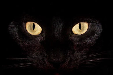 Black Cat Htc Wallpapers Best Htc One Wallpapers, Free And Easy ...