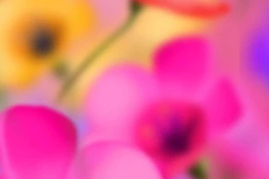 HTC One Max Flower Wallpapers 93, HTC One Max Wallpapers HD