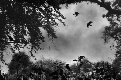 Where Ravens Rest >> HD Wallpaper, Get It Now!