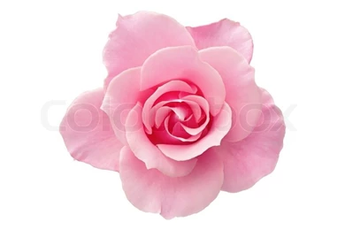 White And Pink Roses Backgrounds