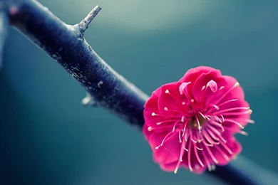 FLOWERS VERY ATTRACTIVE HIGH DEFINITION DESKTOP BACKGROUND ...