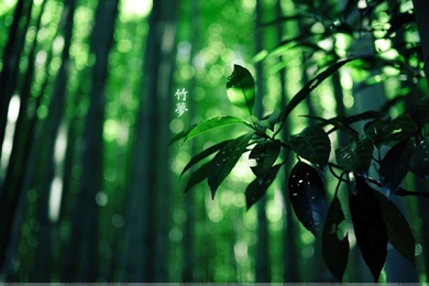 Green Leaves Wallpapers HD, Images And Pictures