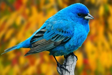 Only Hit H.D Wallpapers: Natural Wallpapers In H.D