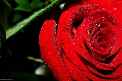 312698_svezhej_ rozy_ aromat_1920x1080_www.Gde Fon.com.jpg