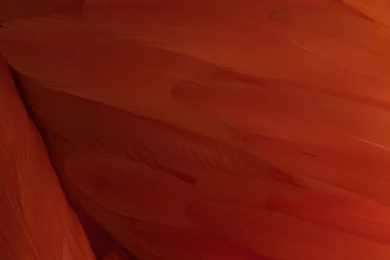 Download IOS 9's Stunning New Wallpapers Here   IOS Hacker