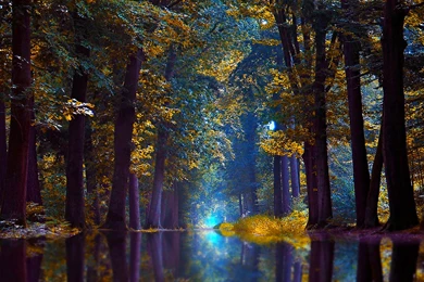 Landscape, Flowers, Cute Desktop Images, Nature Background Images ...