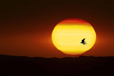 Eagle Carrying A Fish In Flight Mac Wallpapers Download Free Mac ...