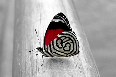 Wallpapers Unique Butterfly Animal Wallpapers HD Desktop Mobile Free ...