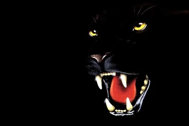 Black Panther Wallpapers