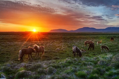 Wild Horses Sunset Wallpapers