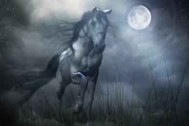 Wild Horse Backgrounds