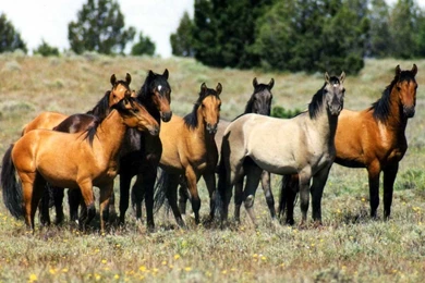 Heard Wild Horses Horse Ponies Horses Desktop Backgrounds ~ Horses ...