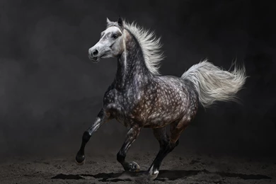 Download Beautiful Wild Horse HD   HD iPad Wallpapers Widescreen ...