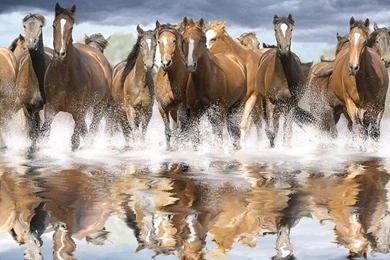 Wild Horse Wallpapers Wallpapers Cave